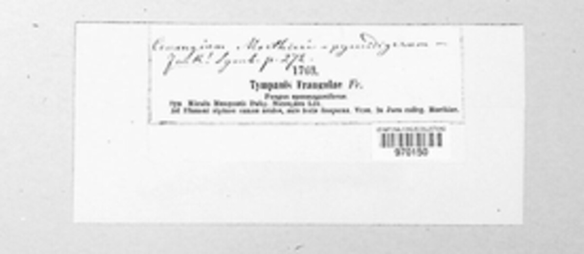 Tympanis frangulae image
